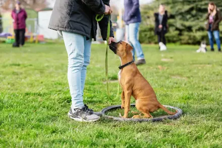 Hund sitzt vor seiner Halterin
