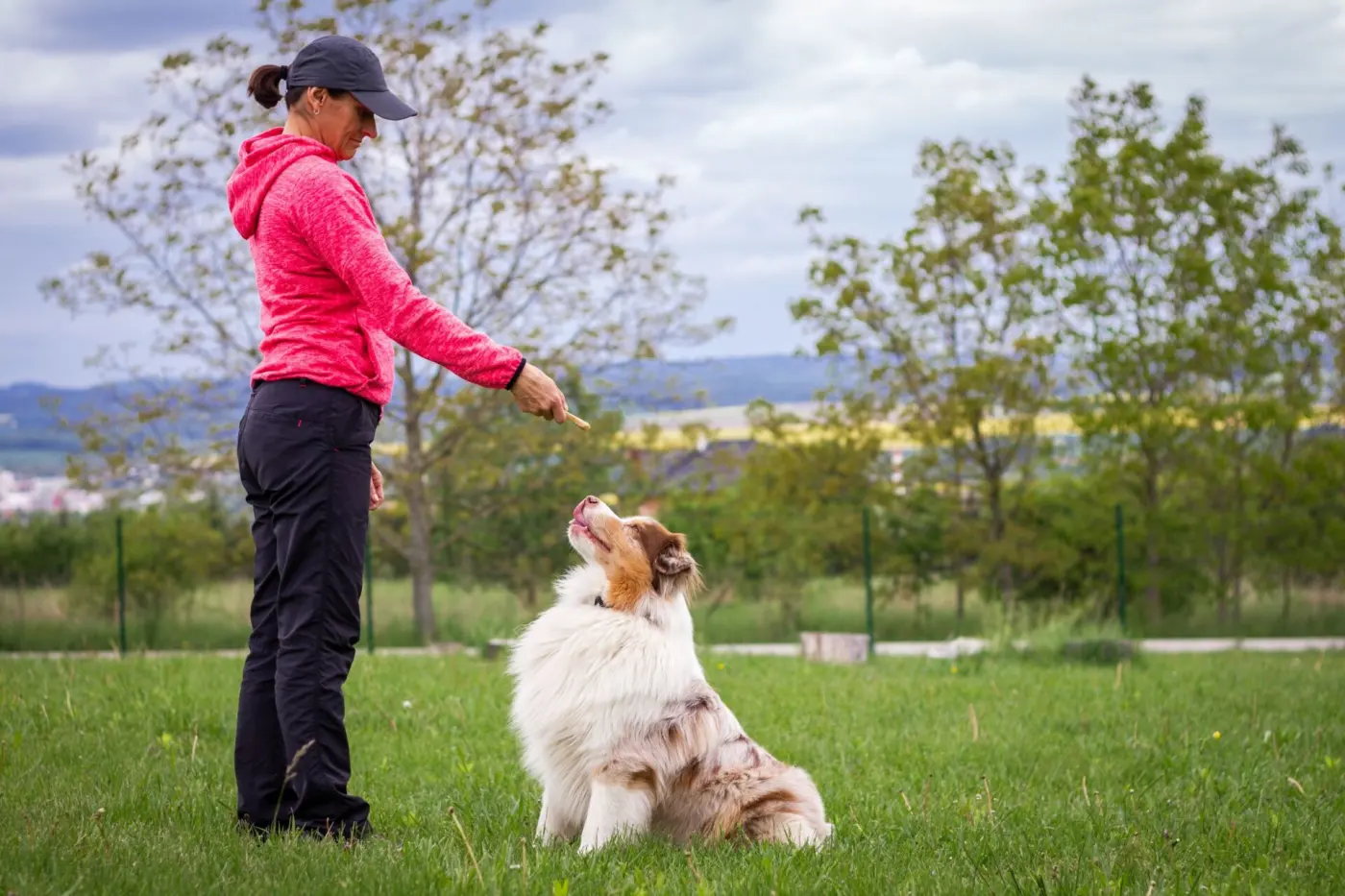 Hundetrainerin arbeitet mit einem Australian Shepherd auf der Wiese